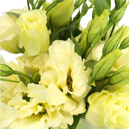 lisianthusfloweryellowheirloomnongmo flower seeds