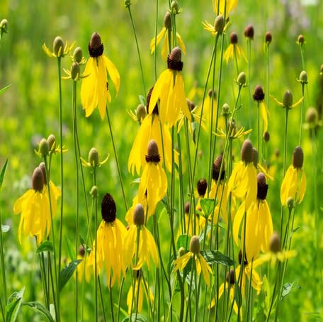 Yellow Ratibida Columnifera Flower Seeds – Heirloom Non-GMO High Germination Organic Garden Seeds