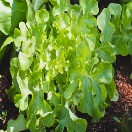 green oak flower seeds