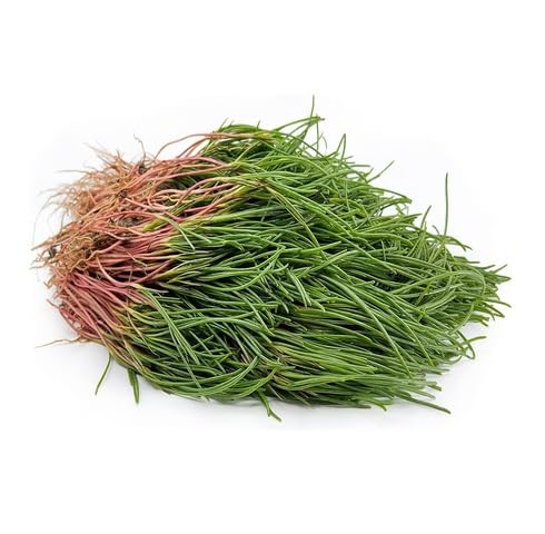 Green Agretti Seeds – Heirloom, Non-GMO, High Germination Organic Garden Seeds Planting