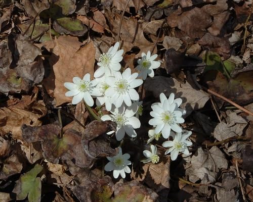 Semillas de flores hepáticas – De herencia, sin OMG, alta germinación, semillas orgánicas de jardín para plantar