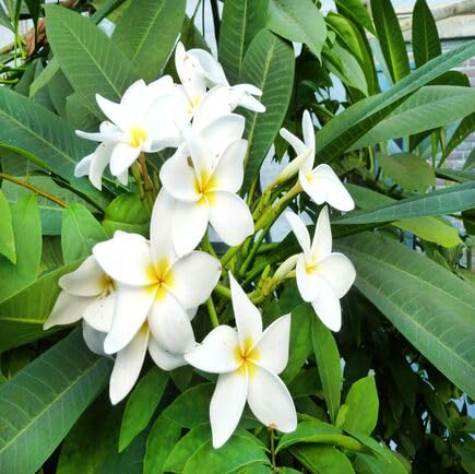 White Plumeria Flower Seeds for Planting – Heirloom, Non-GMO, High Germination