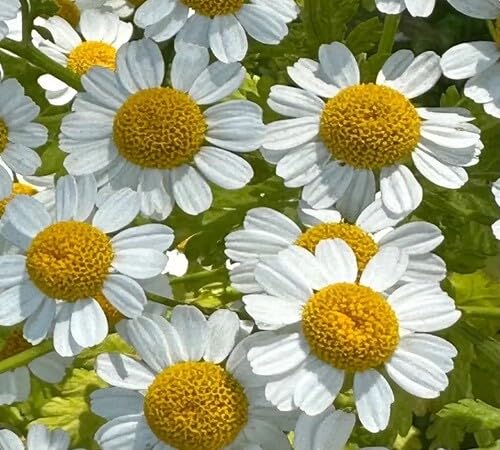 White Tanacetum Flower Seeds Heirloom Non-GMO High Germination Organic Garden Seeds for Planting