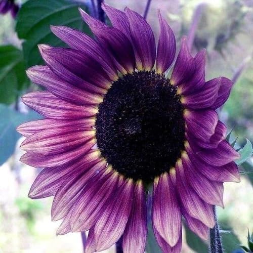 Sunflower Flower Seeds – Heirloom, Non-GMO, High Germination Organic Garden Seeds for Planting