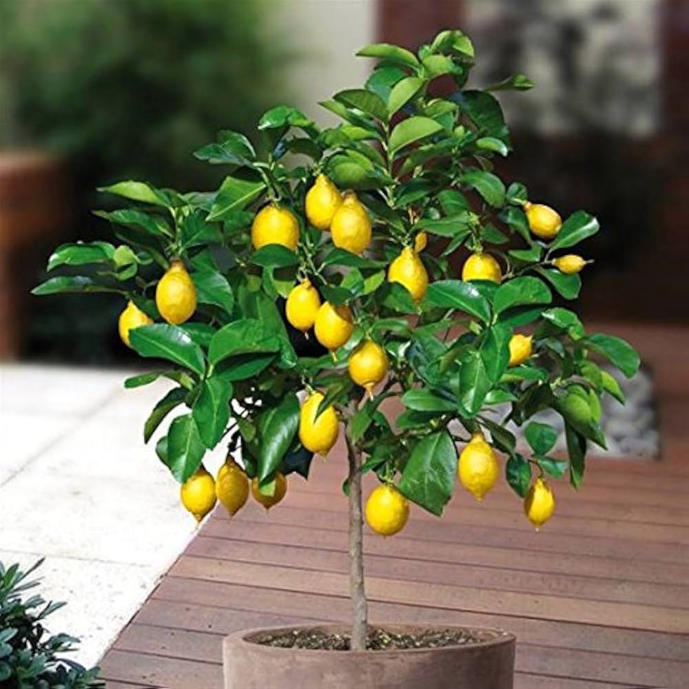 lemon tree flower seeds