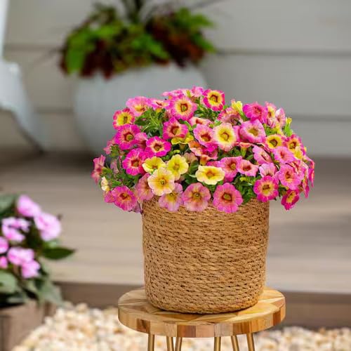 Semillas de Flores Calibrachoa Rosa Amarilla – Variedad Tradicional, No Modificada Genéticamente, Semillas de Jardín Orgánicas de Alta Germinación para Sembrar