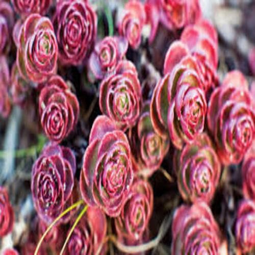 Red Sedum Voodoo Flower Seeds for Planting – Heirloom, Non-GMO, High Germination Organic Garden Seeds