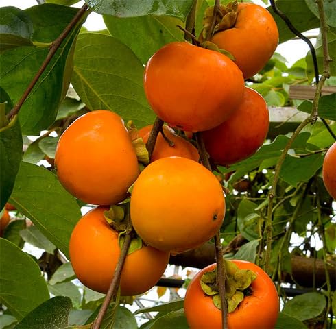 Orange Persimmon Seeds – Heirloom, Non-GMO, High Germination Organic Garden Seeds