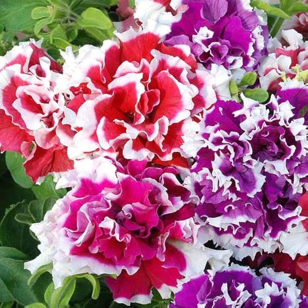 petunia for flower seeds