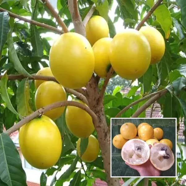 Yellow Caimito Seeds – Heirloom, Non-GMO, High Germination Organic Garden Seeds