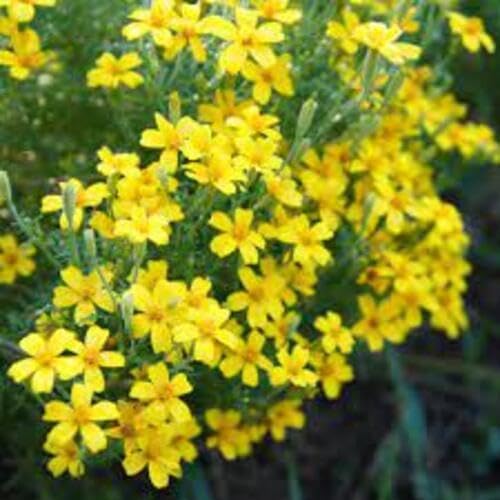 yellow tagetes flower seeds