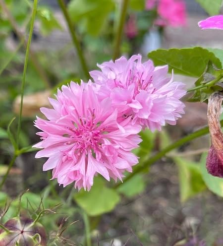 Centaurea Flower Seeds – Heirloom, Non-GMO, High Germination Organic Garden Seeds for Planting