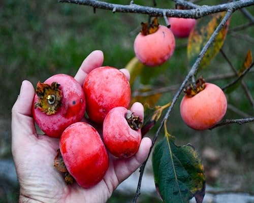 Pink Permission Seeds – Heirloom, Non-GMO, High Germination Organic Garden Seeds