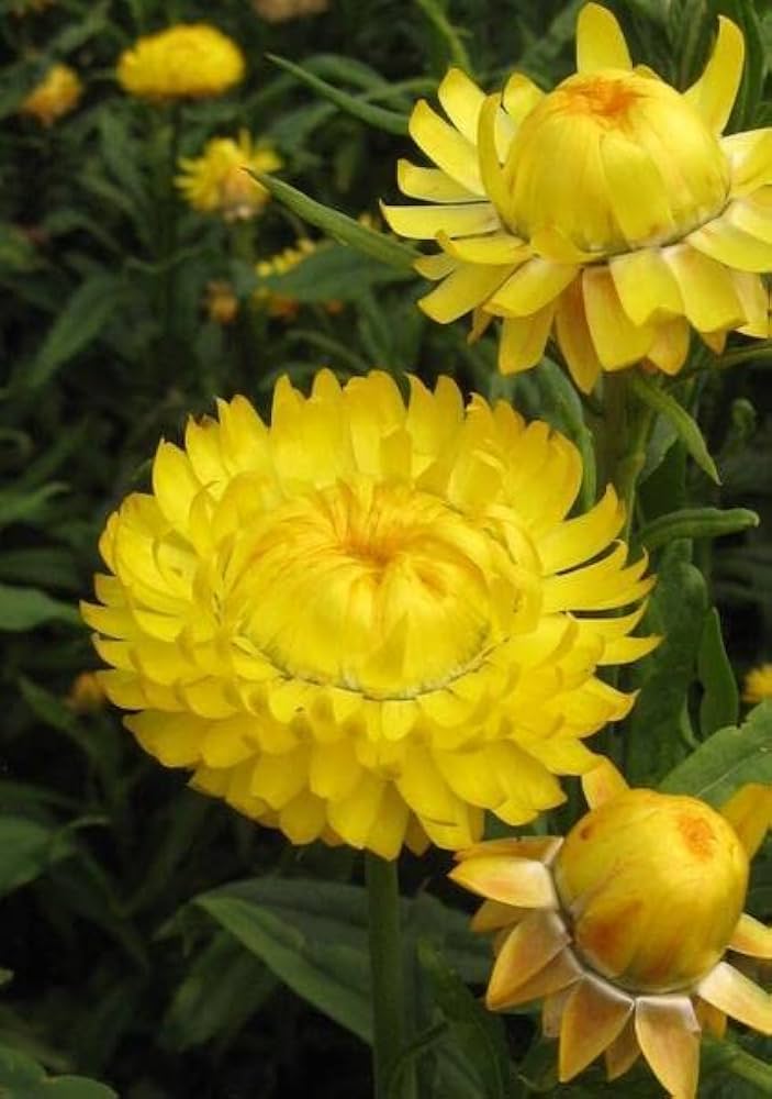 yellow yellow flower seeds