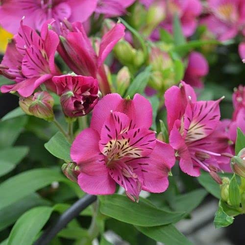 Semillas de Alstroemeria en Flor Rosada para Sembrar – Semillas Orgánicas, No Modificadas Genéticamente, de Variedad Tradicional