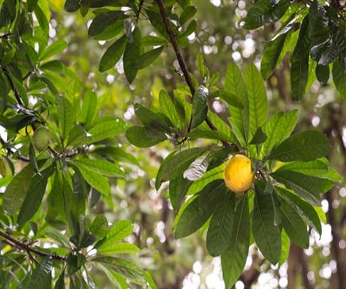 Yellow Lucuma Nervosa Seeds – Heirloom Non-GMO High Germination Organic Garden Seeds for Planting Seeds for Planting