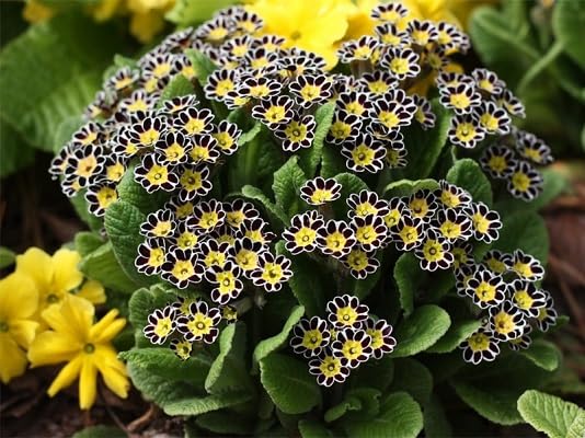 Black Primula Flower Seeds for Planting – Heirloom Non-GMO High Germination Organic Garden Seeds