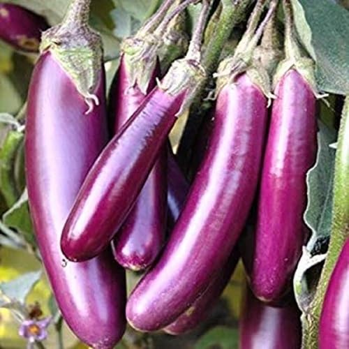 Eggplant Purple Purple – Heirloom, Non-GMO, High Germination Organic Garden Seeds Planting
