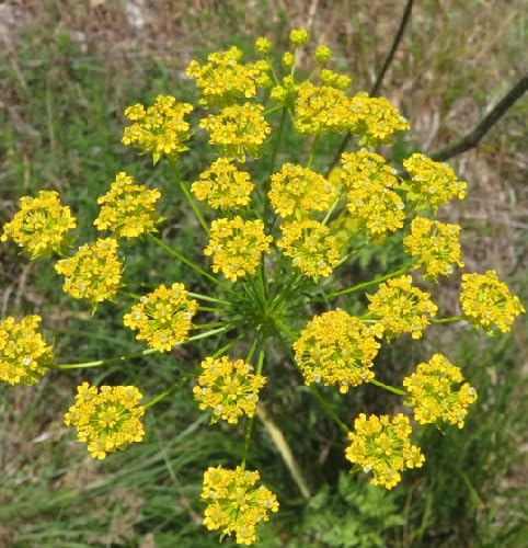 Yellow Chaerophyllum Flower Seeds – Heirloom, Non-GMO, High Germination Organic Garden Seeds