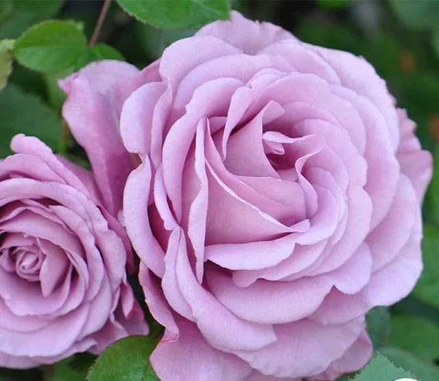 Rose Lavender Flower Seeds for Planting – Heirloom Non-GMO High Germination Organic Garden Seeds