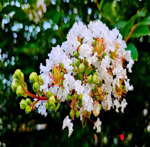 White Lagerstroemia Flower Seeds Heirloom Non-GMO High Germination Organic Garden Seeds for Planting