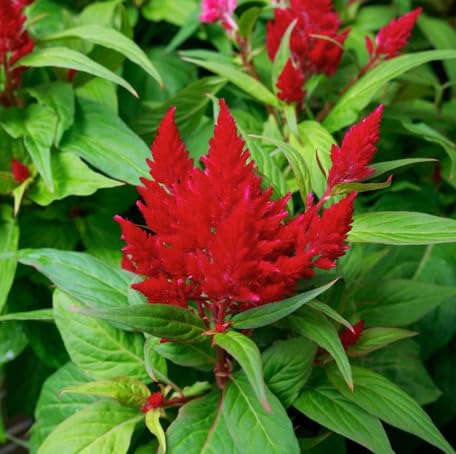 Red Celosia Flower Seeds – Heirloom, Non-GMO, High Germination Organic Garden Seeds for Planting Seeds for Planting