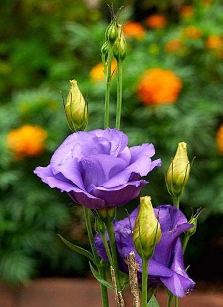 Purple Eustoma Flower Seeds – Heirloom Non-GMO High Germination Seeds
