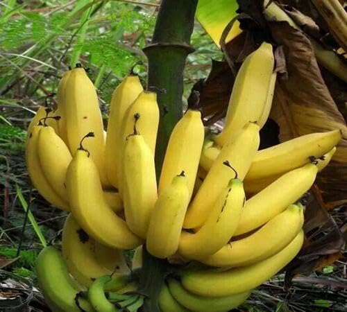 Semillas de plátano amarillas reliquia, sin OMG, de alta germinación, orgánicas, para plantar en el jardín.