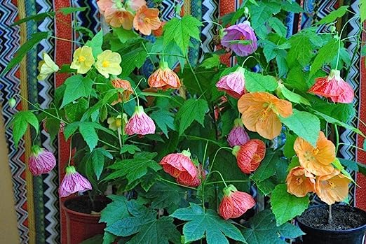 Mixed Abutilon Flower Seeds for Planting – Heirloom Non-GMO High Germination Seeds