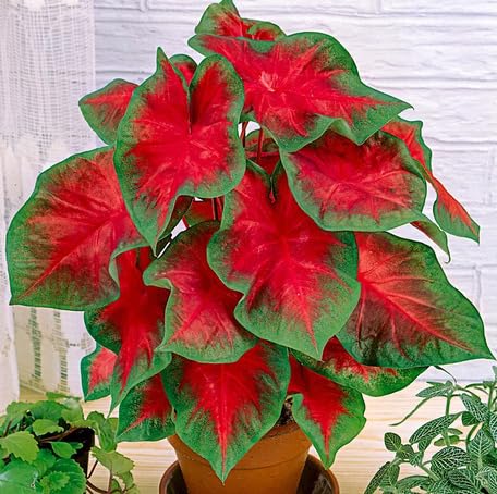 red green flower seeds