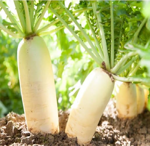 Radish White Seeds – Heirloom, Non-GMO, High Germination Organic Garden Seeds Planting
