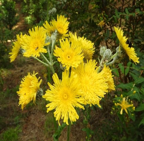 Yellow Amberboa Flower Seeds for Planting – Heirloom, Non-GMO, High Germination Organic Garden Seeds