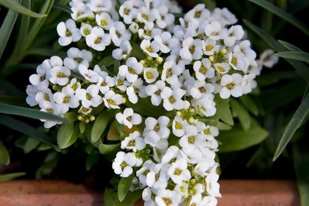 Alyssum Flower Seeds Fresh – Heirloom, Non-GMO, High Germination Seeds