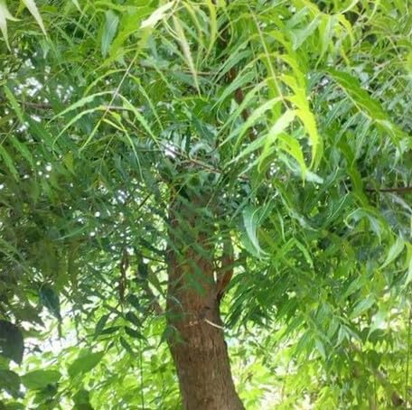 greenneemtreeheirloomnongmo flower seeds