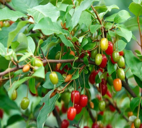 Red Goumi Berry Seeds – Heirloom, Non-GMO, High Germination Organic Garden Seeds