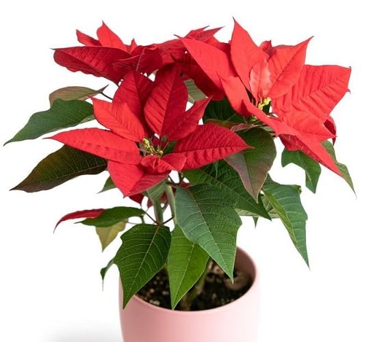 Poinsettia Flower Seeds Organic Heirloom Non-GMO High Germination Organic Garden Seeds for Planting