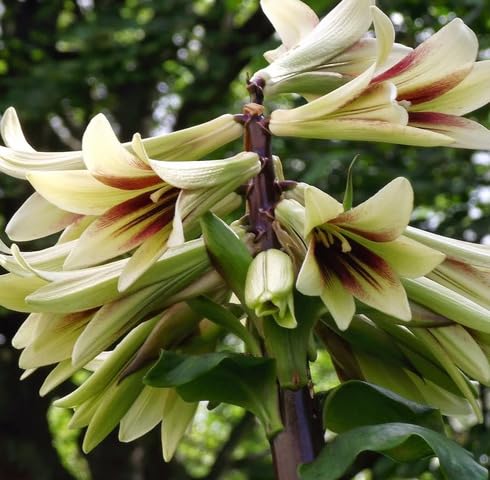 Yellow Cardiocrinum Flower Seeds – Heirloom, Non-GMO, High Germination Organic Garden Seeds