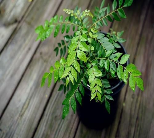 Curry Leaf Seeds – Heirloom, Non-GMO, High Germination Organic Garden Seeds Planting