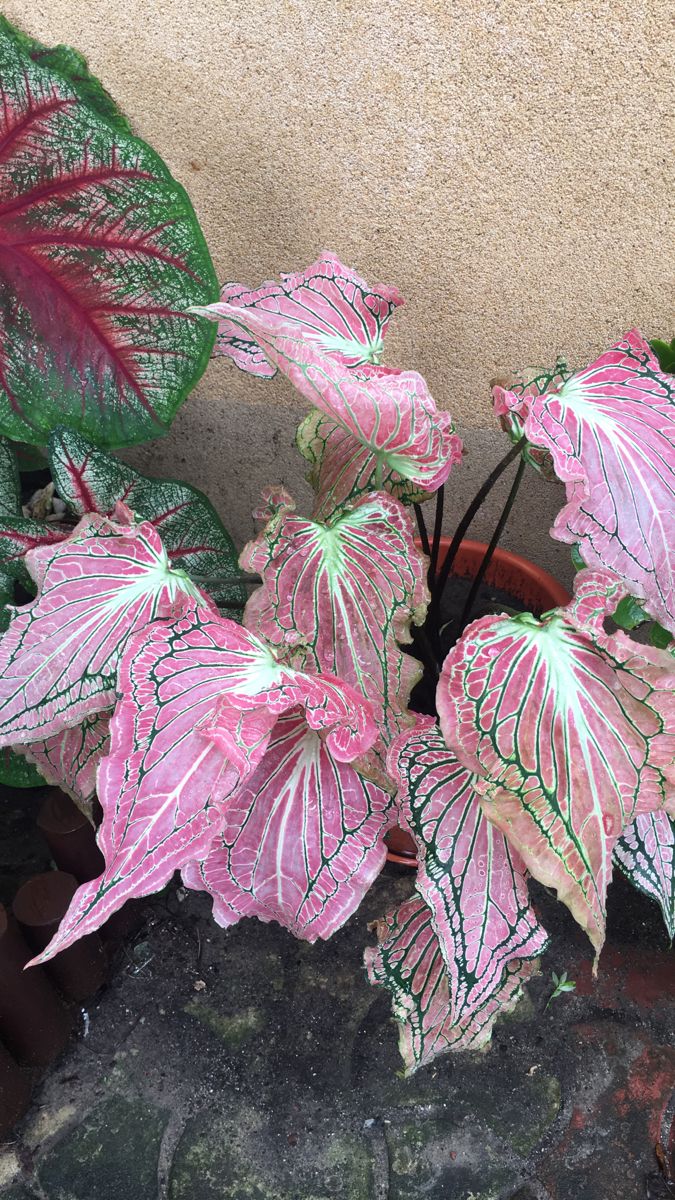 Thailand Caladium Flower Seeds – Heirloom, Non-GMO, High Germination Organic Garden Seeds for Planting