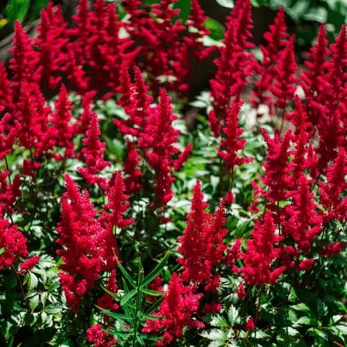 Astilbe Staudensamen Rot Alte Sorte Gentechnikfrei Hohe Keimfähigkeit Bio Gartensamen zum Pflanzen