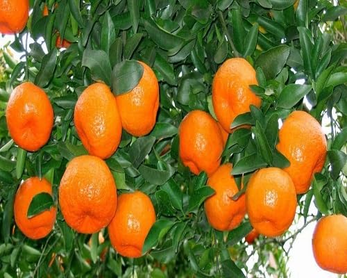 Tangerine Seeds – Heirloom, Non-GMO, High Germination Organic Garden Seeds