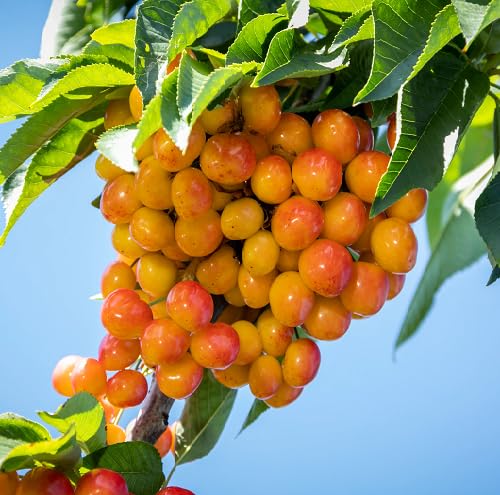 Orange Cherry Seeds – Heirloom, Non-GMO, High Germination Organic Garden Seeds