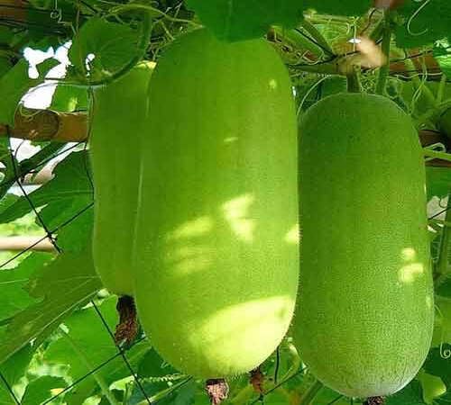 Grüne Flaschenkürbis Samen – Alte Sorte, gentechnikfrei, hohe Keimrate Bio-Gartensamen zum Pflanzen