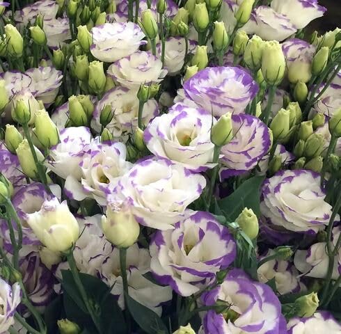 White Purple Lisianthus Flower Seeds for Planting – Heirloom, Non-GMO, High Germination