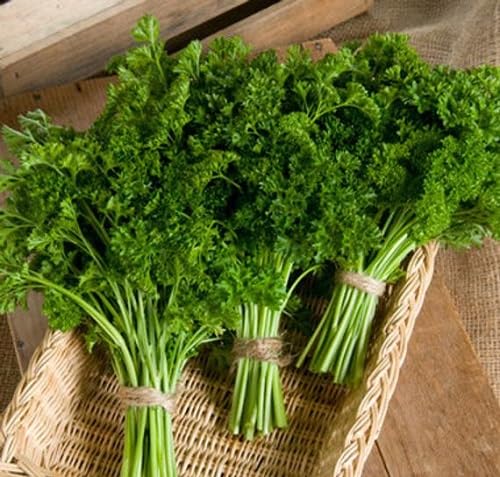Perennial Parsley Plant Seeds Heirloom Non-GMO High Germination Organic Garden Seeds