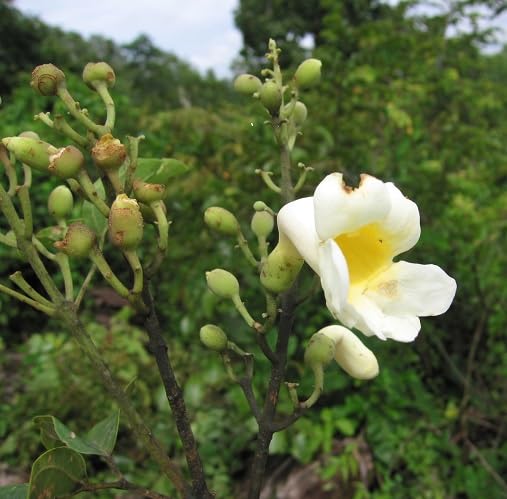 White Amphilophium Crucigerum Flower Seeds Heirloom Non-GMO High Germination Organic Garden Seeds