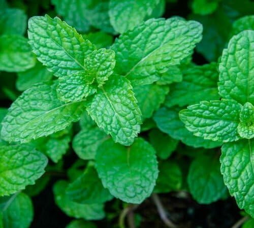 Mint Plant Seeds Green Growing Heirloom Non-GMO High Germination Organic Garden Seeds for Planting