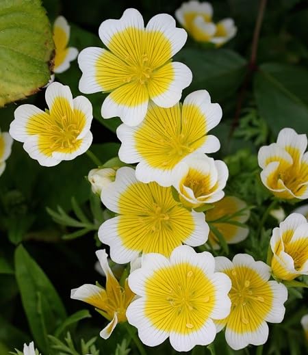 white yellow flower seeds