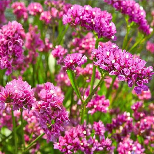 Rosa Statice Blumensamen – Alte Sorte, gentechnikfrei, keimstark, Bio-Gartensamen