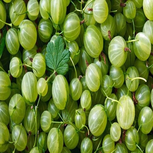 Gooseberry Seeds Green – Heirloom, Non-GMO, High Germination Organic Garden Seeds